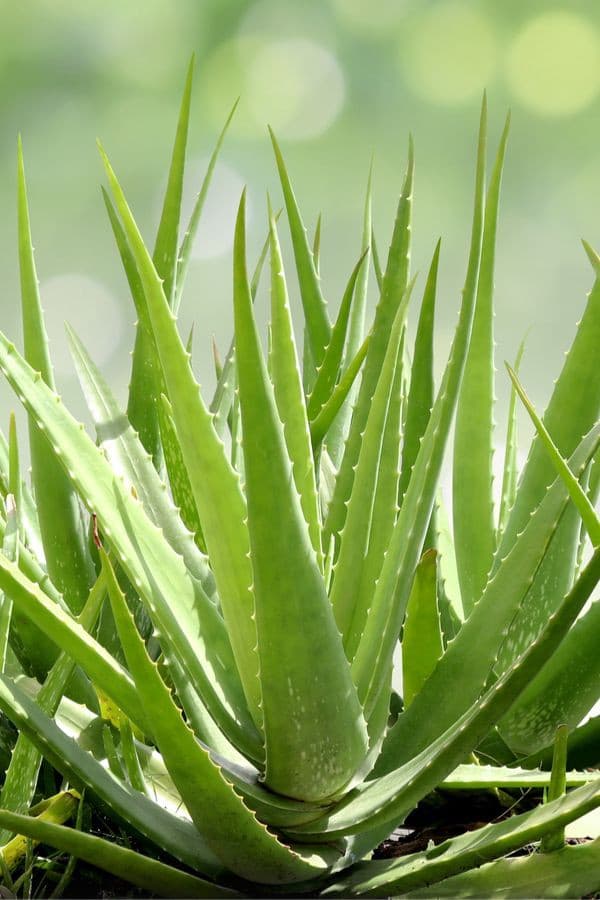 Aloe Vera