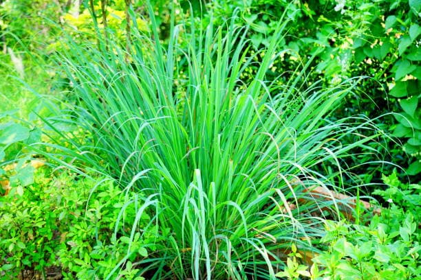 Izkhir (Lemon grass)