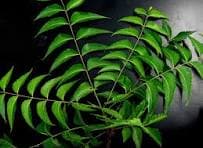 Neem