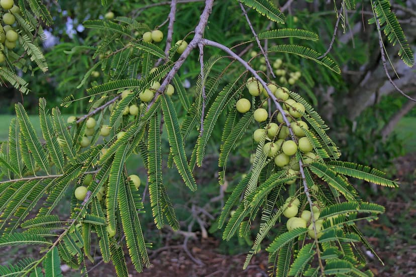 Triphala Churna