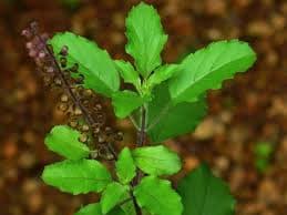 Tulsi (Holy Basil)